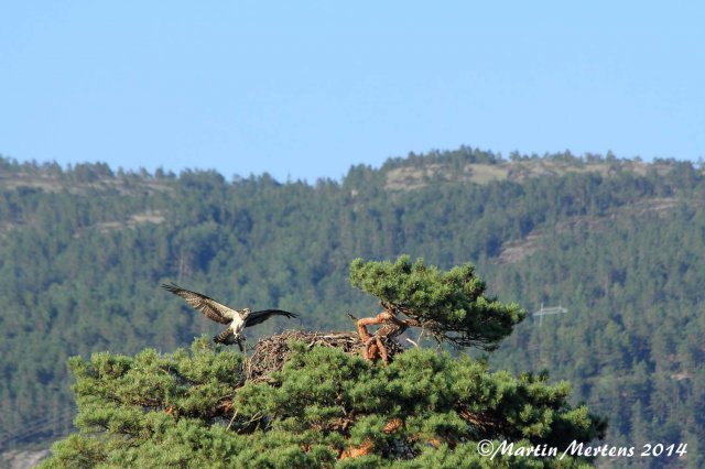 Fiskeorn, Fischadler, fish eagle