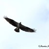 Fiskeorn, Fischadler, fish eagle